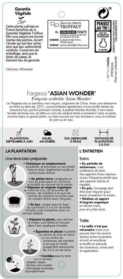  Bambou Non-traçant Fargesia Scabrida 'Asian Wonder': Pot De 5 Litres