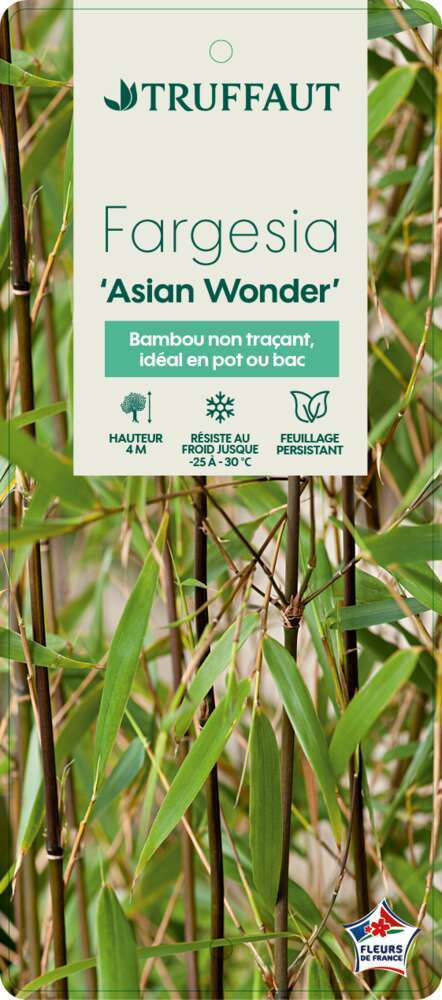  Bambou Non-traçant Fargesia Scabrida 'Asian Wonder': Pot De 5 Litres