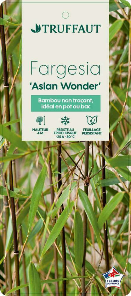  Bambou Non-traçant Fargesia Scabrida 'Asian Wonder': Pot De 5 Litres