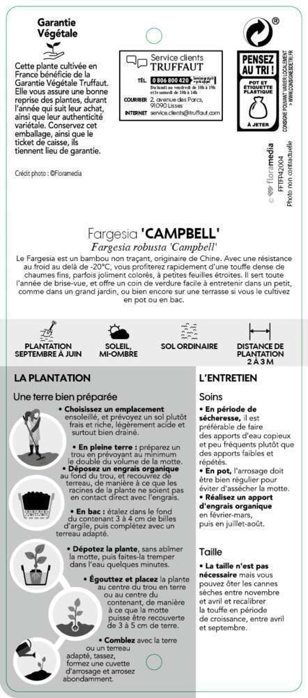  Bambou Non-traçant Fargesia Robusta 'Campbell': Pot De 12 Litres