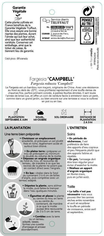  Bambou Non-traçant Fargesia Robusta 'Campbell': Pot De 12 Litres