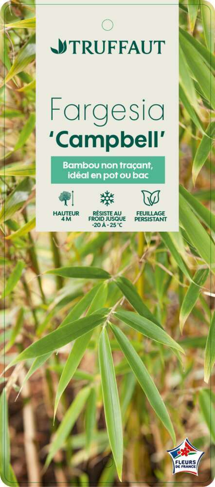  Bambou Non-traçant Fargesia Robusta 'Campbell': Pot De 12 Litres