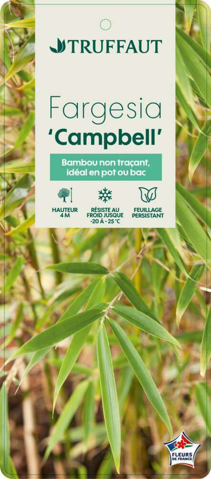  Bambou Non-traçant Fargesia Robusta 'Campbell': Pot De 12 Litres