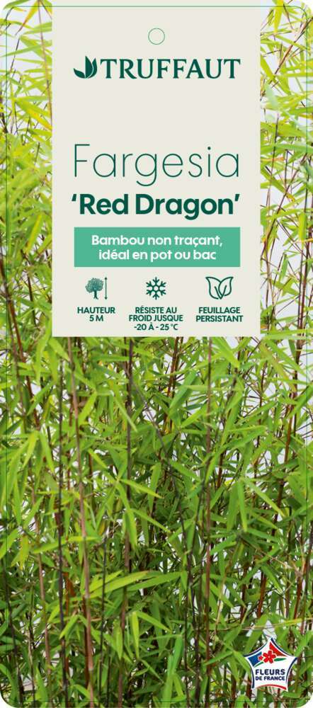  Bambou Non-traçant Fargesia Nitida 'Red Dragon': Pot De 12 Litres