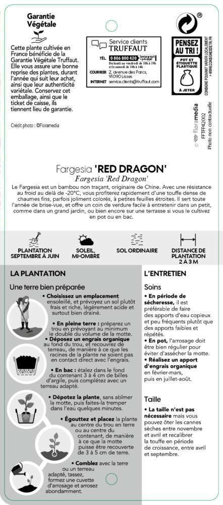  Bambou Non-traçant Fargesia Nitida 'Red Dragon': Pot De 12 Litres