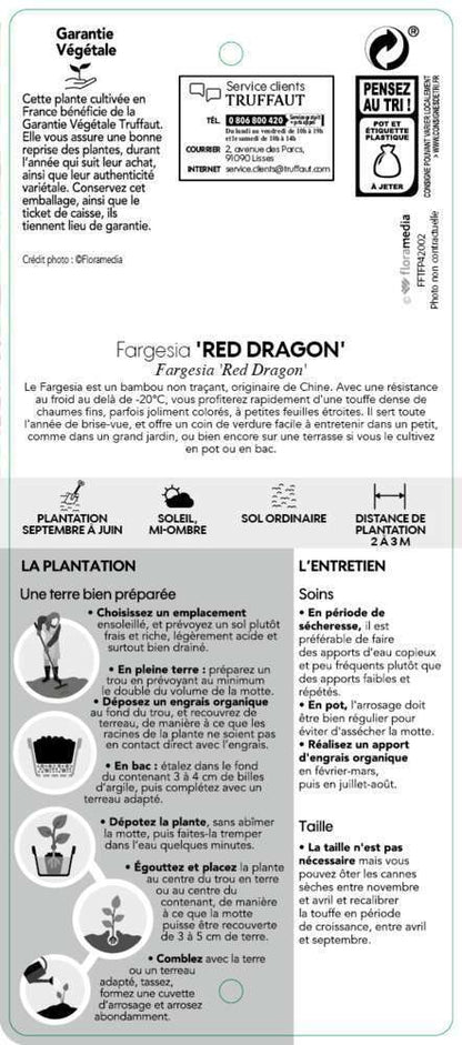  Bambou Non-traçant Fargesia Nitida 'Red Dragon': Pot De 12 Litres