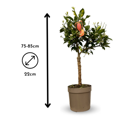  Citronnier Rosso - Agrume Méditerranéen - Arbre Fruitier - ↕ 75-85 Cm - ⌀ 22 Cm