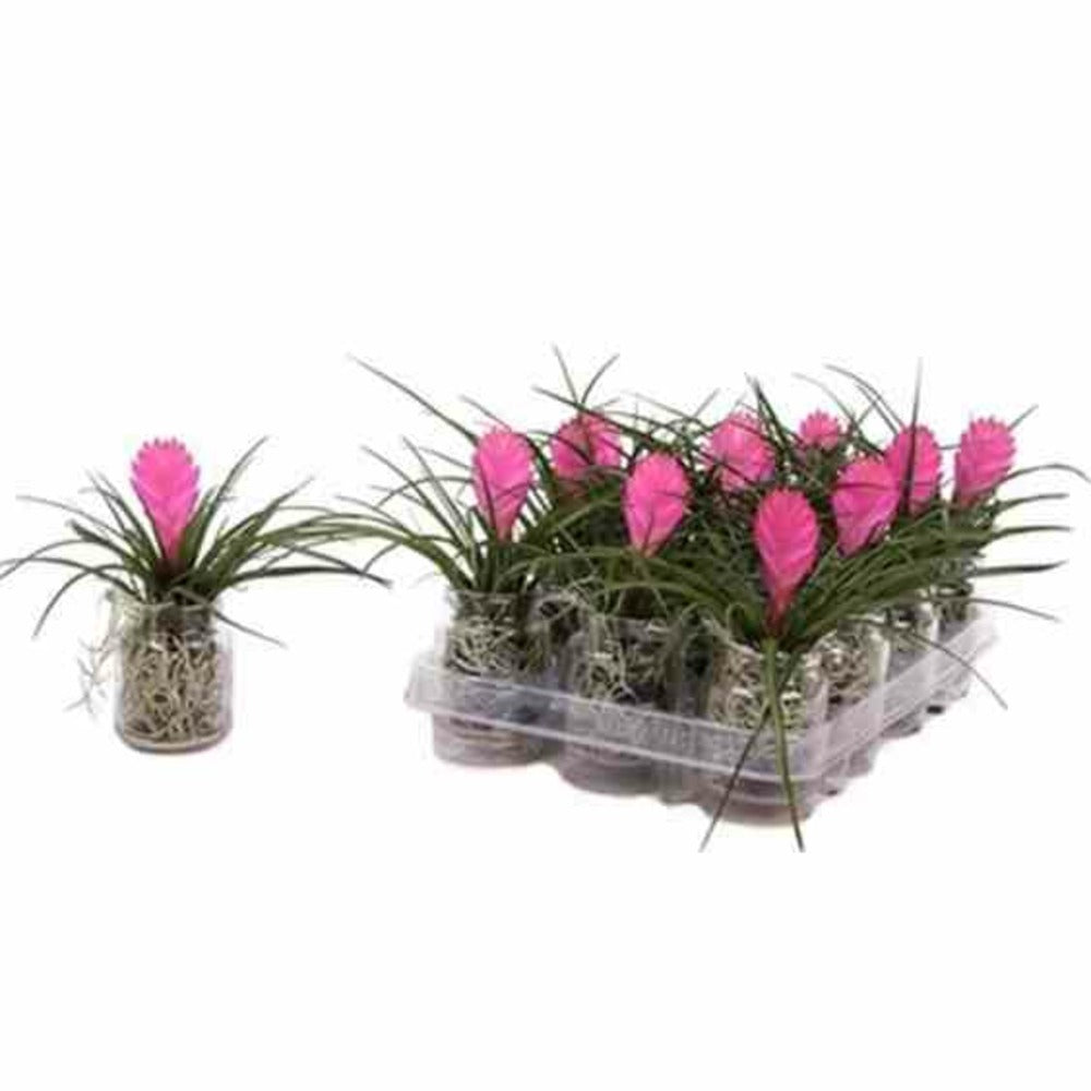 Tillandsia Cyanea (tillandsia Raquette) Pot De 0,7 Litre