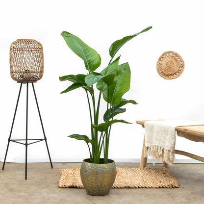  Strelitzia Nicolai 160cm - Plante D'intérieur