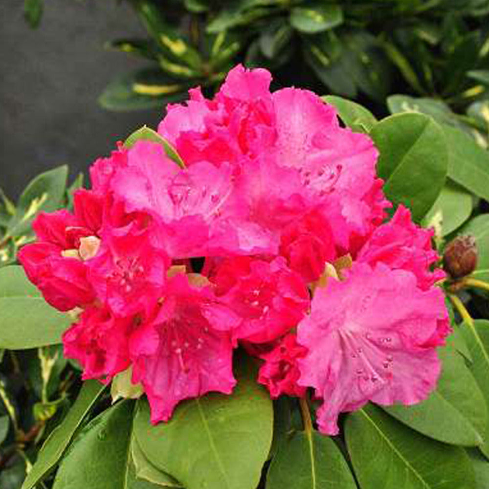  Rhododendron 'germania' 40-50 Cm Pot Floraison Rose Foncé
