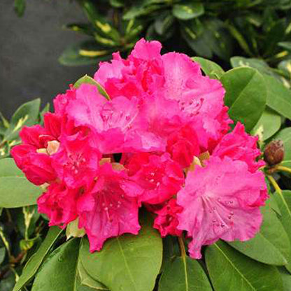  Rhododendron 'germania' 40-50 Cm Pot Floraison Rose Foncé