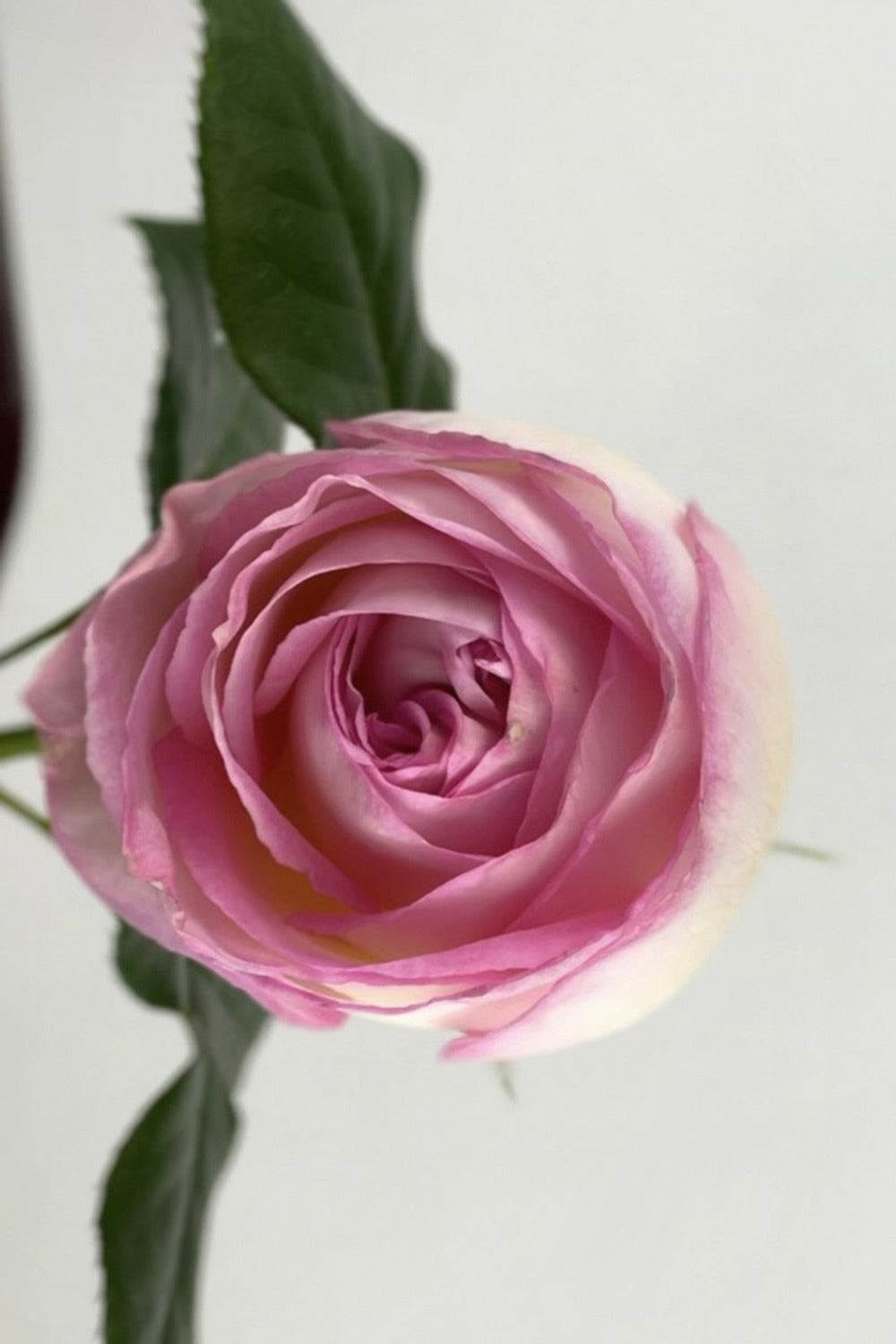  Rosier 'camille Claudel' ? - En Pot De 4/5 Litres