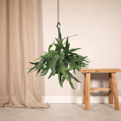  Fougère De Cerf - H50cm, ø21cm - Plante D'intérieur Tombante