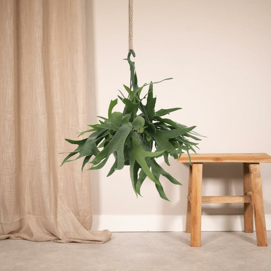  Fougère De Cerf - H50cm, ø21cm - Plante D'intérieur Tombante