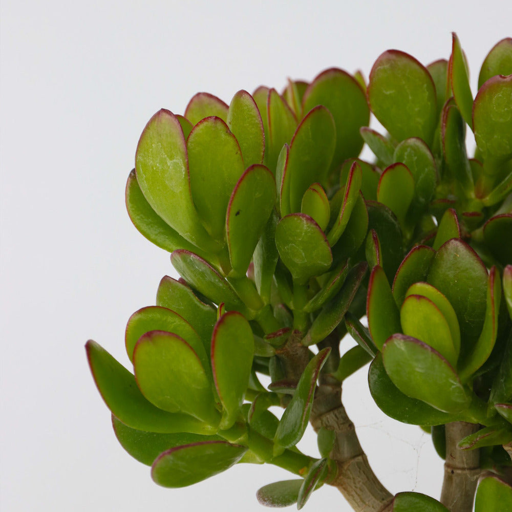  Arbre à Jade - Crassula Ovata - Hauteur 15-25cm - ø12cm