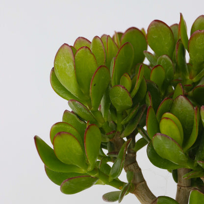  Arbre à Jade - Crassula Ovata - Hauteur 15-25cm - ø12cm