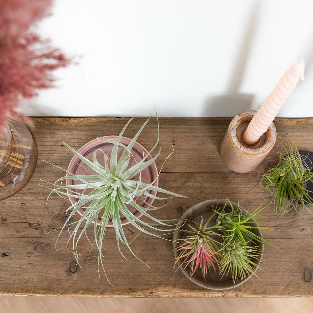  Lot De 5 - Tillandsia - Plantes Aériennes - Dépolluantes - Très Faciles D’entretien - 5-15 Cm