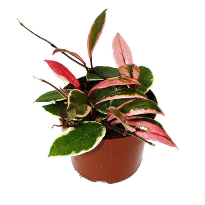  Hoya Carnosa Flamingo Dream" - Rankende Zimmerpflanze Mit Rosa Neutrieb - Porzellanblume - Wachsblume - 12cm Topf"
