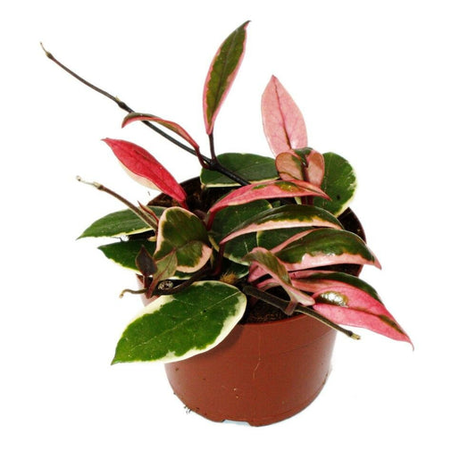  Hoya Carnosa Flamingo Dream" - Rankende Zimmerpflanze Mit Rosa Neutrieb - Porzellanblume - Wachsblume - 12cm Topf"