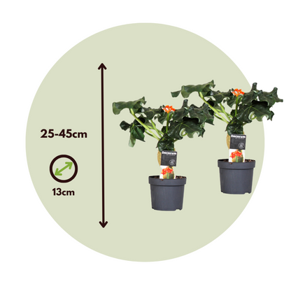  Podagre - Set De 2 - Jatropha Podagrica - Hauteur 25-45cm - ⌀13cm