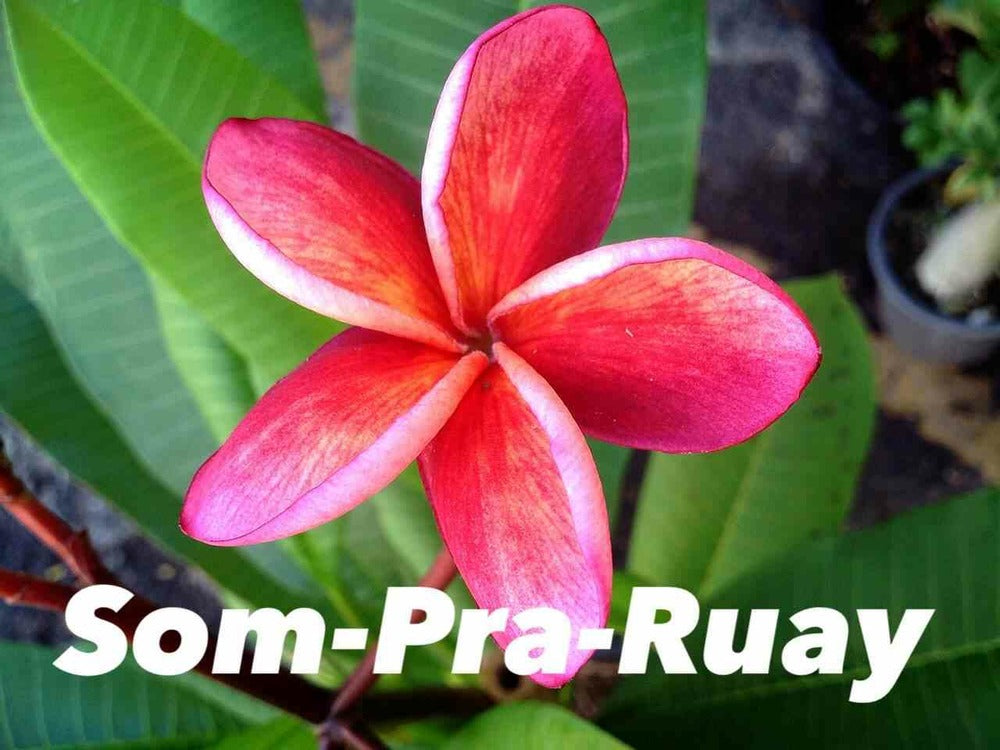  Plumeria Rubra "som-pra-ruay" (frangipanier) Pot De 2 Litres ? 20/30 Cm