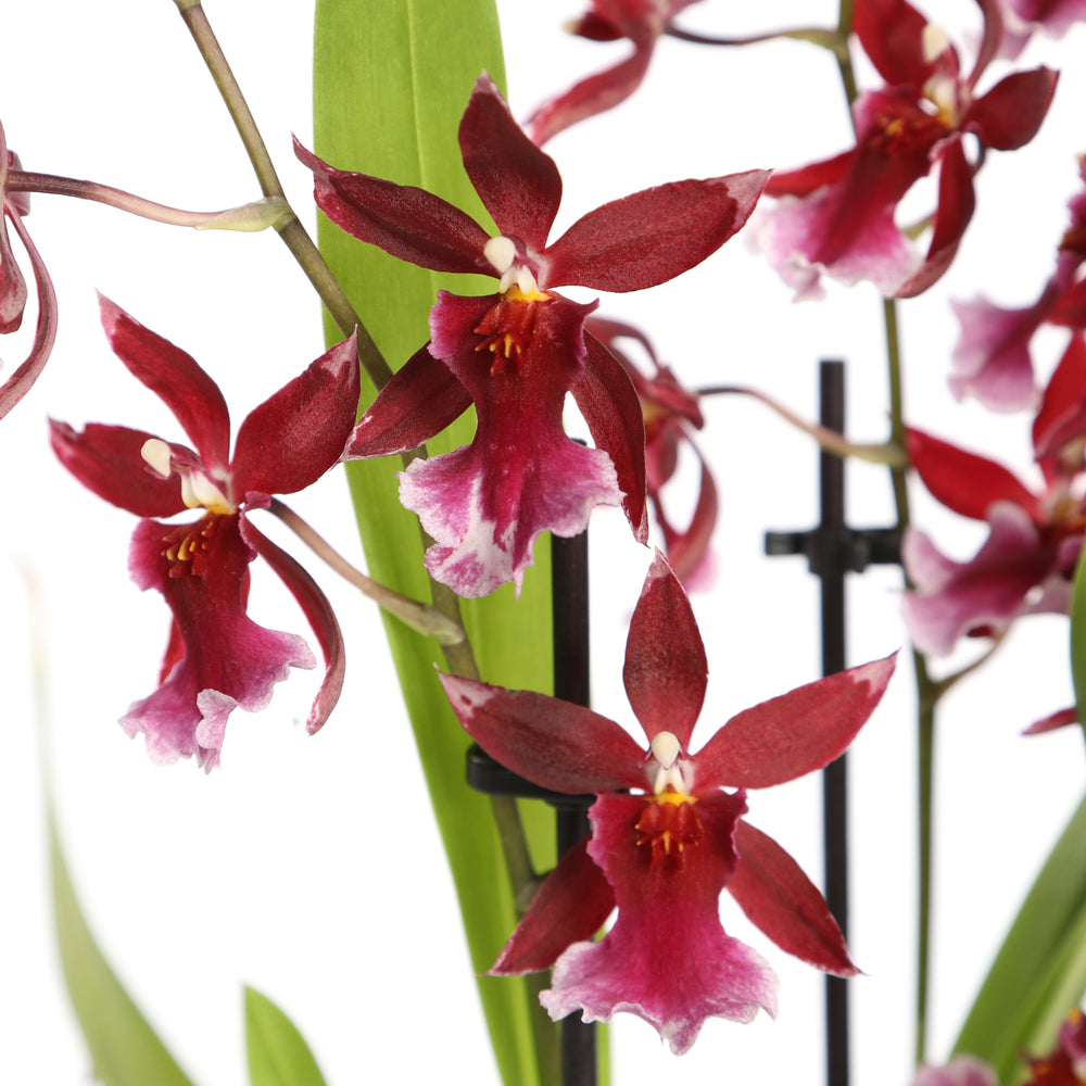  Orchidée Cambria 'Barrocco Red', 3 Tiges, Pot Ø12 Cm