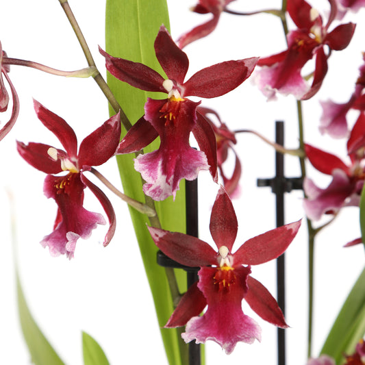  Orchidée Cambria 'Barrocco Red', 3 Tiges, Pot Ø12 Cm