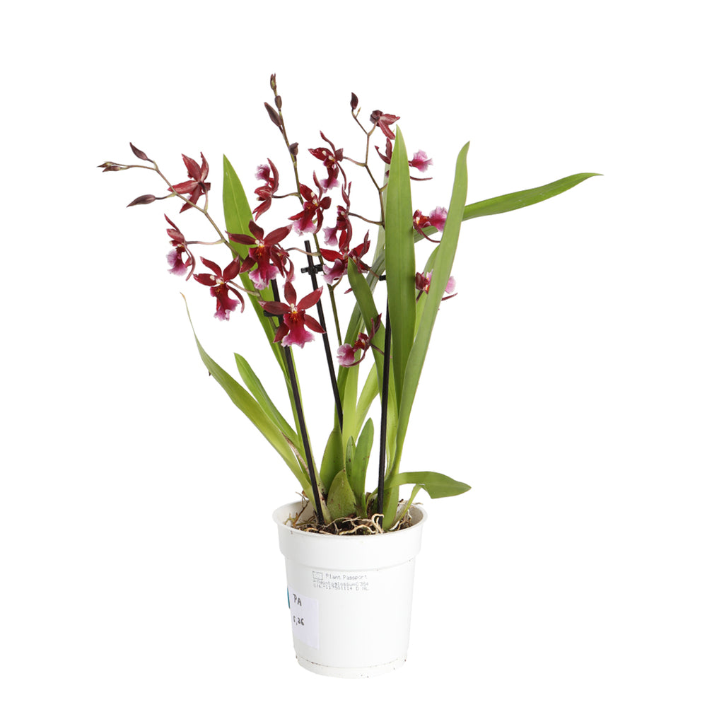  Orchidée Cambria 'Barrocco Red', 3 Tiges, Pot Ø12 Cm