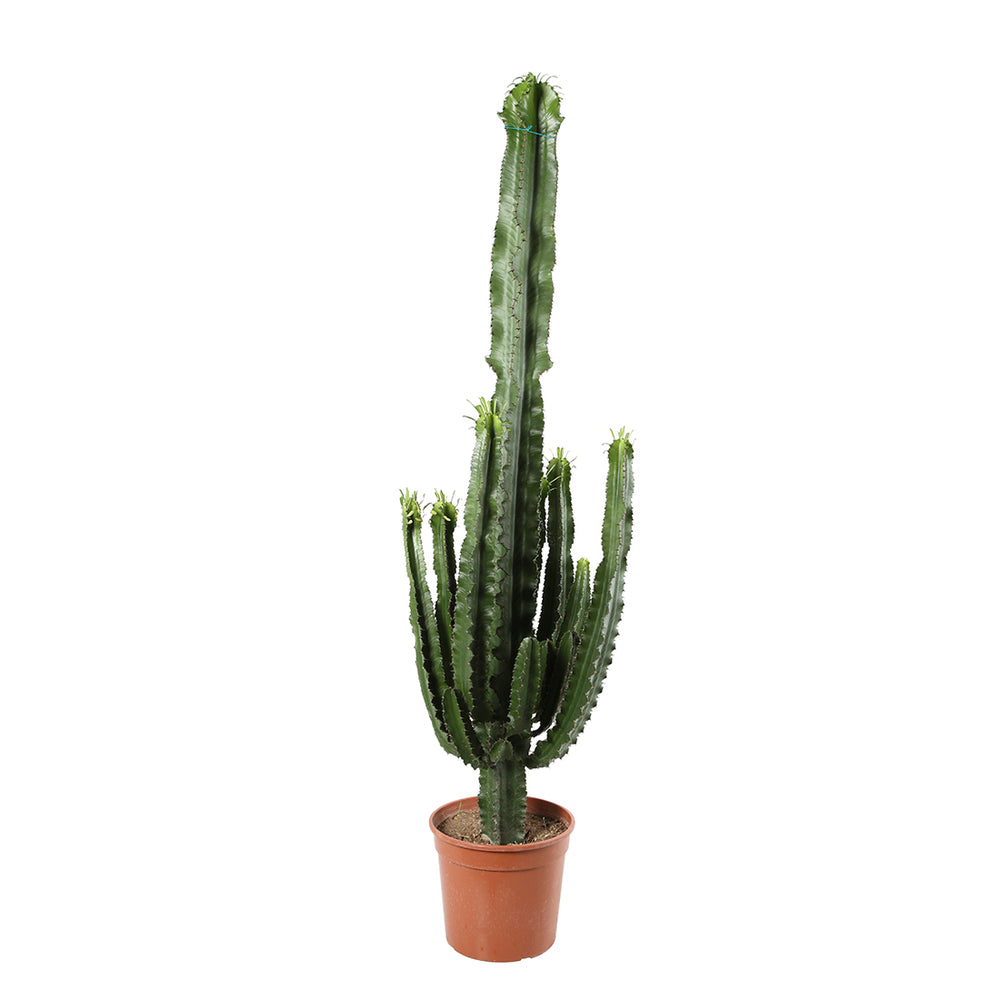  Euphorbe Erythrea H120cm : Pot Ø25cm
