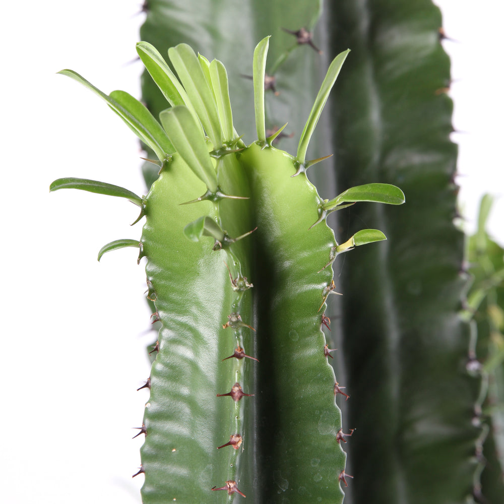  Euphorbe Erythrea H120cm : Pot Ø25cm