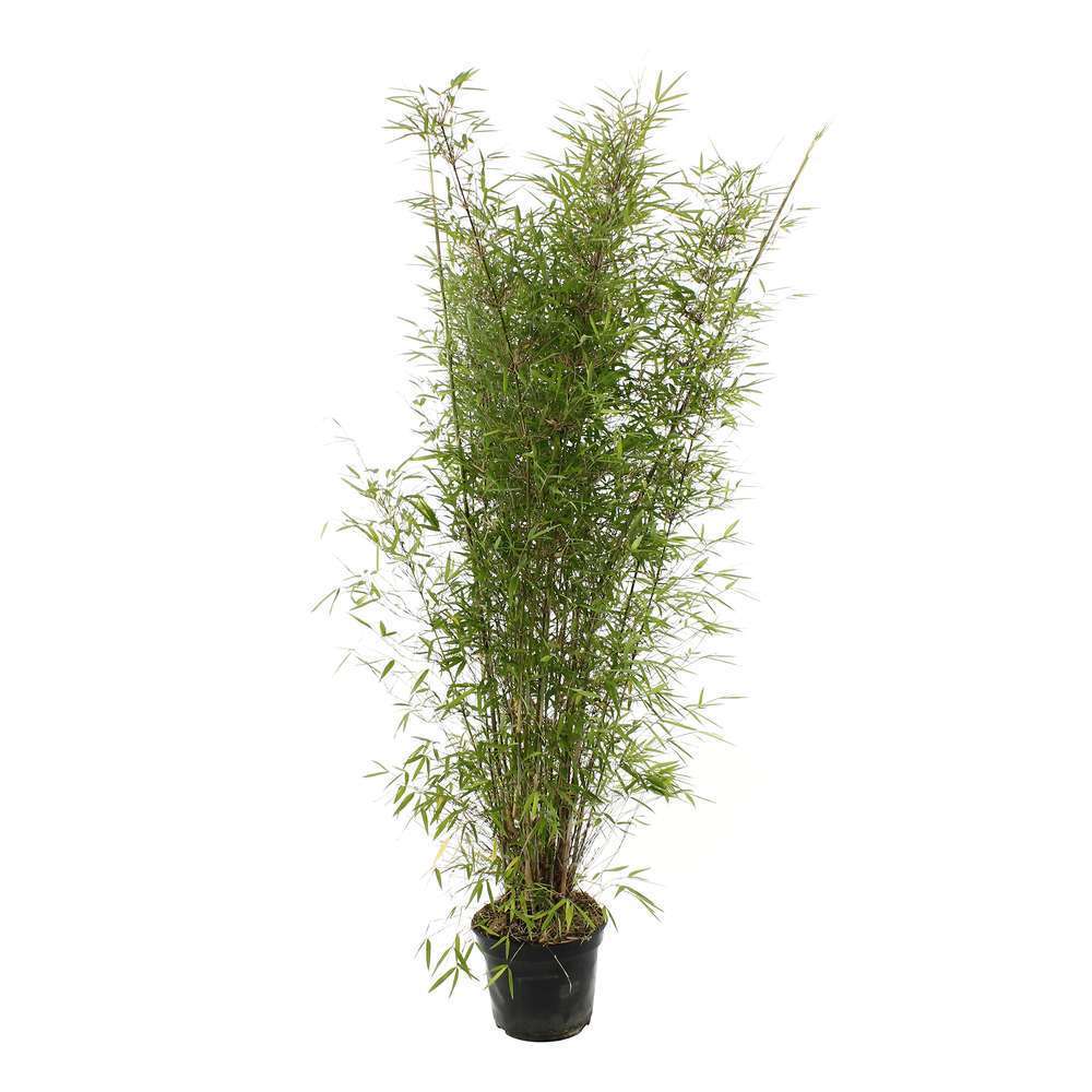  Bambou Non-traçant Fargesia Angustissima: Pot De 5 Litres