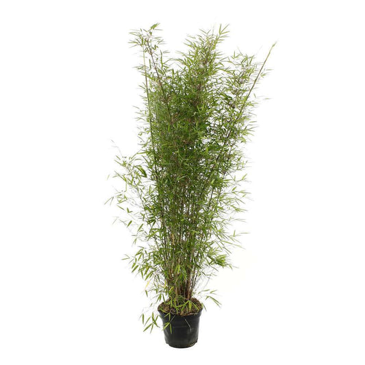  Bambou Non-traçant Fargesia Angustissima: Pot De 5 Litres