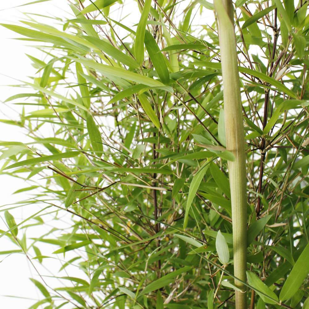  Bambou Non-traçant Fargesia Angustissima: Pot De 5 Litres