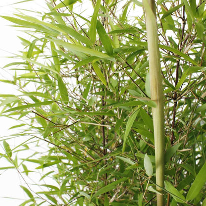  Bambou Non-traçant Fargesia Angustissima: Pot De 5 Litres