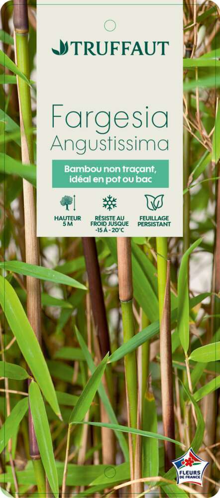  Bambou Non-traçant Fargesia Angustissima: Pot De 5 Litres