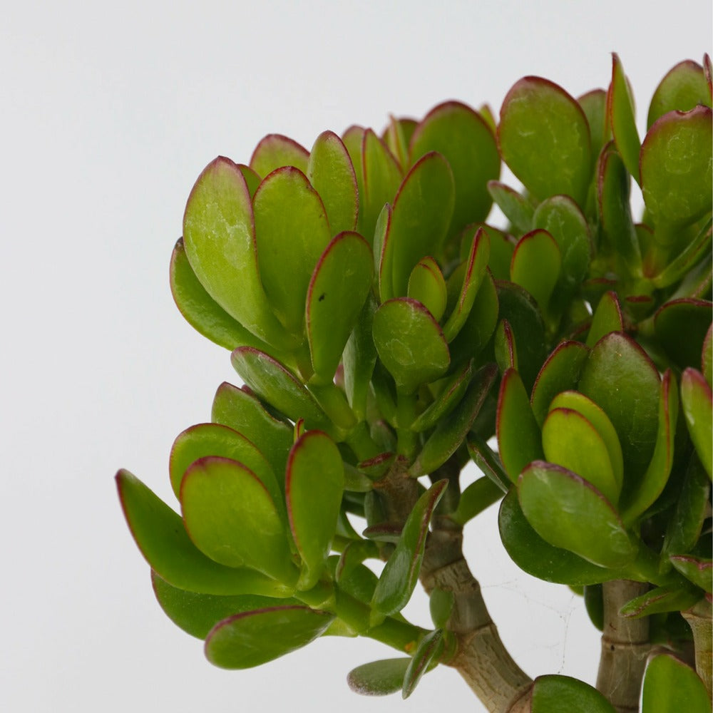  Arbre De Jade - Crassula Ovata 'minor' - Hauteur 30-35cm - ⌀17cm