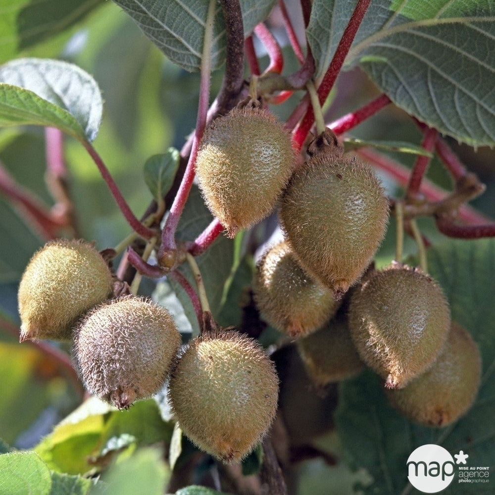  Kiwi Deliciosa 'Jenny' Autofertile Bio : Pot De 1,5 Litres