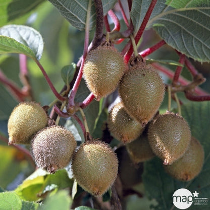  Kiwi Deliciosa 'Jenny' Autofertile Bio : Pot De 1,5 Litres