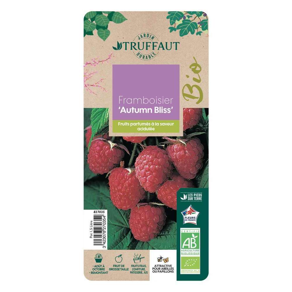  Framboisier 'Autumn Bliss' Bio - Pot De 1,5L