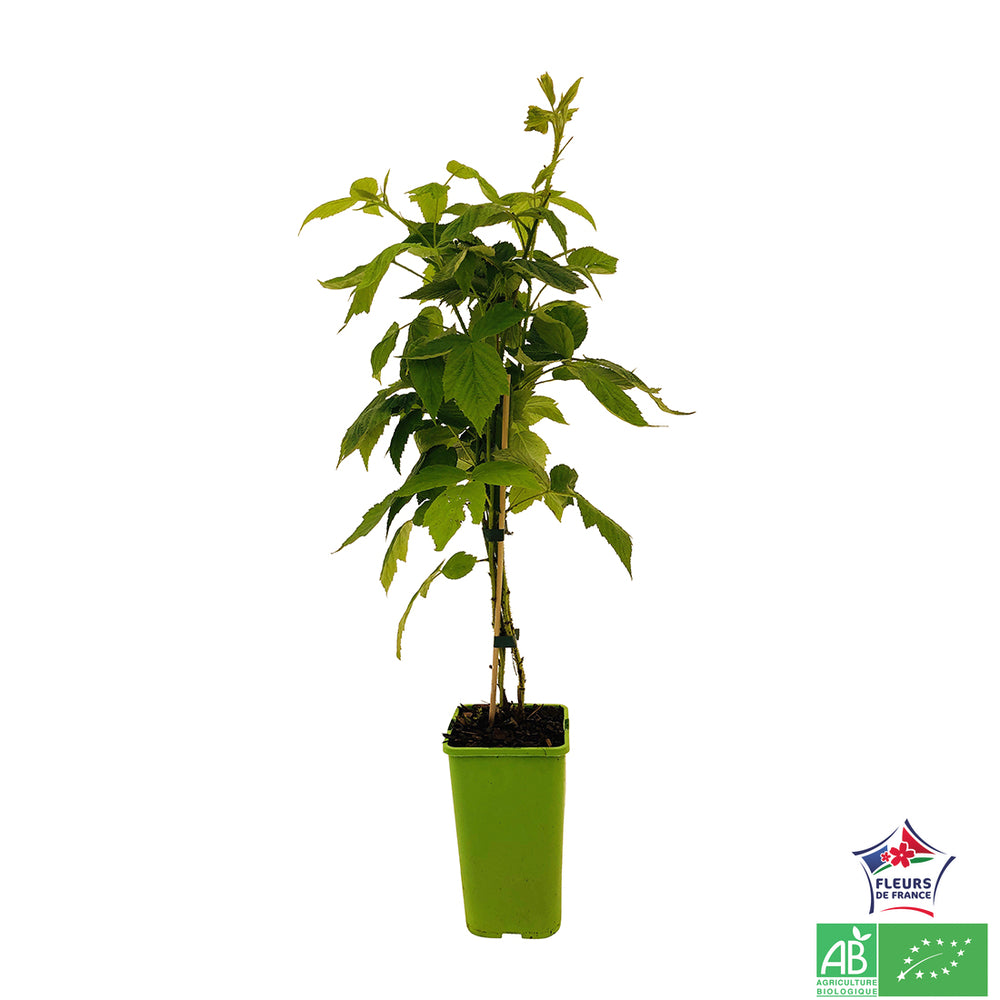  Framboisier 'Autumn Bliss' Bio - Pot De 1,5L