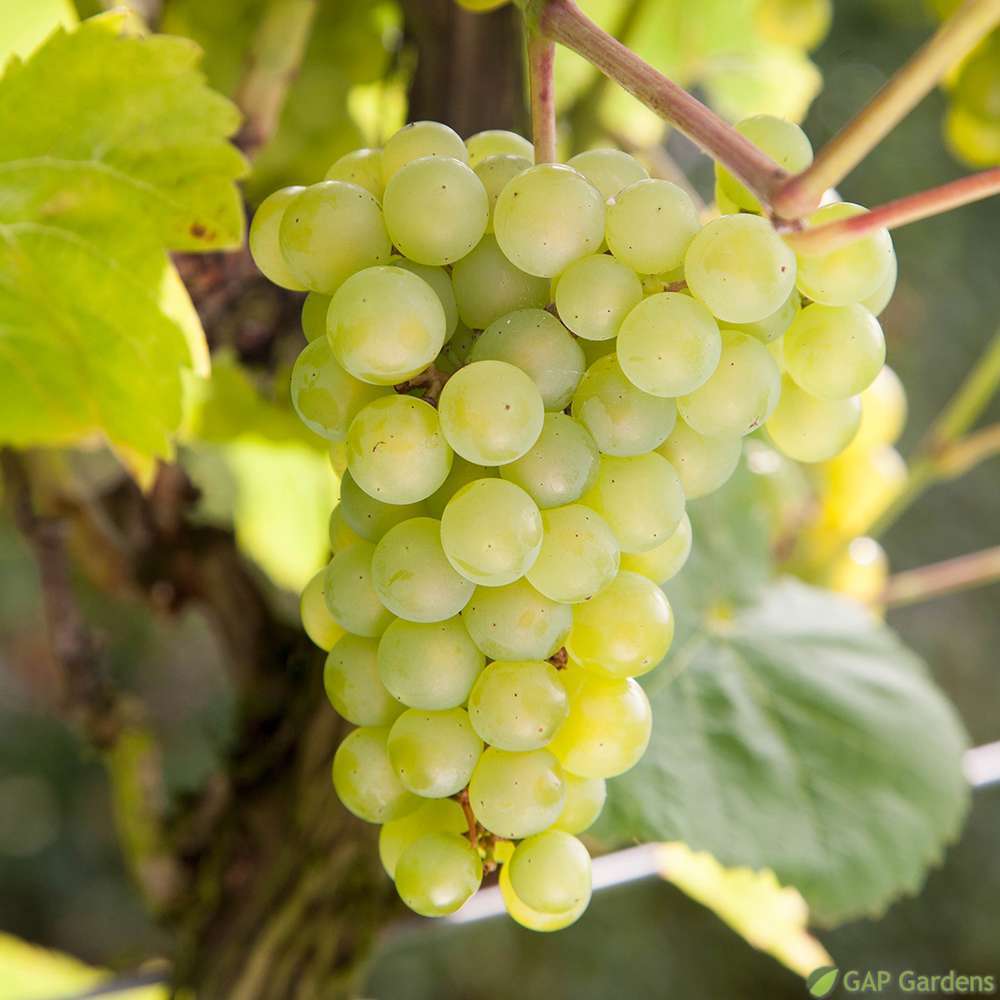  Vigne 'Seyval Blanc' AB - Pot 1,5 L