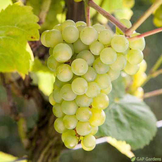  Vigne 'Seyval Blanc' AB - Pot 1,5 L