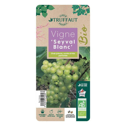  Vigne 'Seyval Blanc' AB - Pot 1,5 L