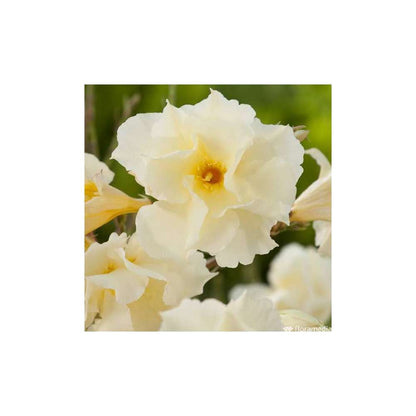  Nerium Oleander Luteum Plenum' Pot 5L