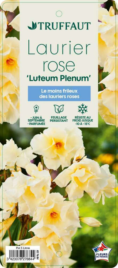  Nerium Oleander Luteum Plenum' Pot 5L