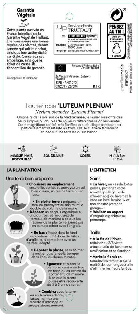  Nerium Oleander Luteum Plenum' Pot 5L