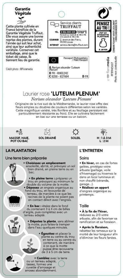  Nerium Oleander Luteum Plenum' Pot 5L
