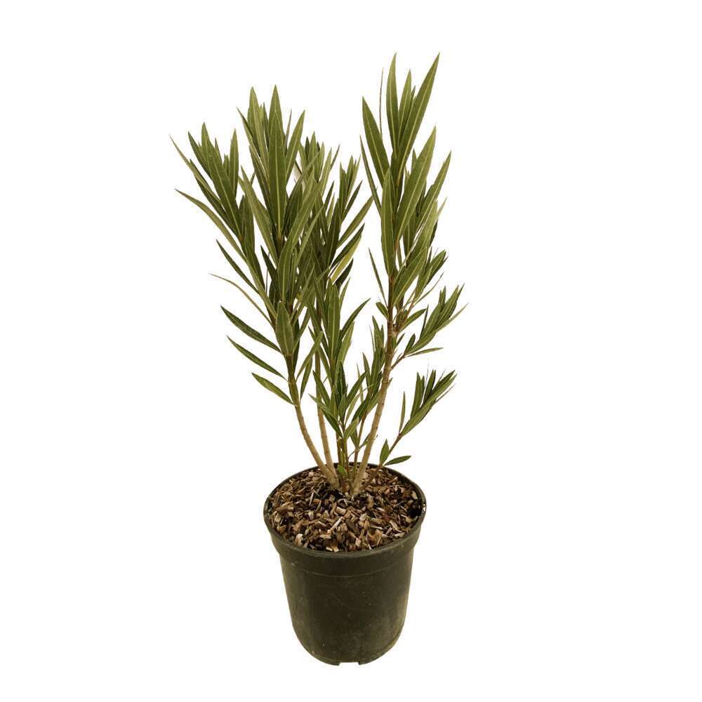  Nerium Oleander Luteum Plenum' Pot 5L