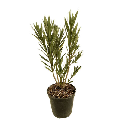  Nerium Oleander Luteum Plenum' Pot 5L