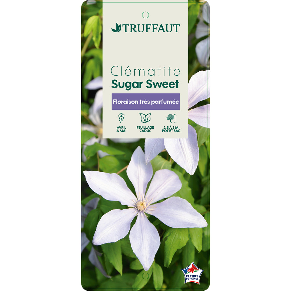  Clematis 'Sugar Sweet': Pot 3L